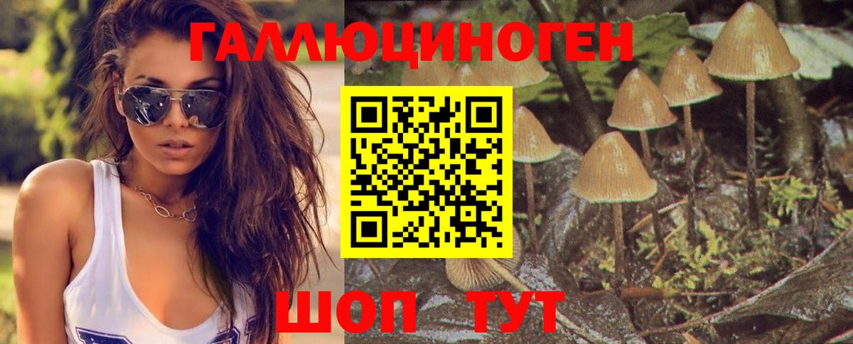 Псилоцибиновые грибы Psilocybe Рязань